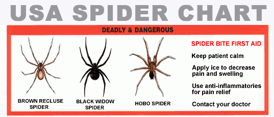 a chart of spiders in portland oregon