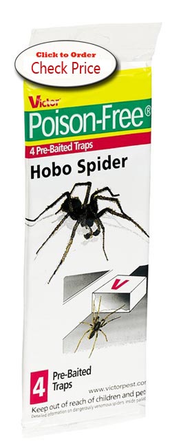 hobo spider traps
